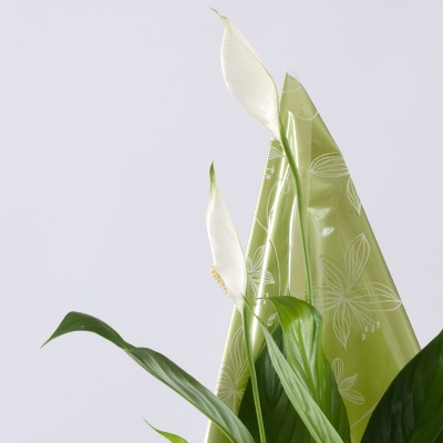 Calla Lily